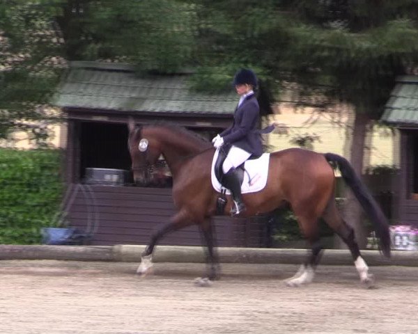 Reitturnier Datteln 2019