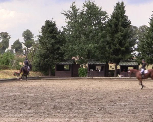 Reitturnier Datteln 2019