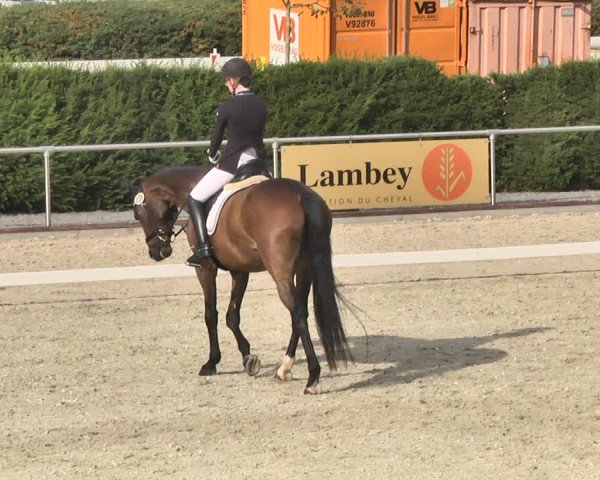 Reitturnier Durmersheim-Hardt 2019