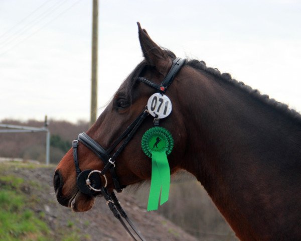 dressage horse Fino W (Zweibrücken, 2011, from Tannenhof's Fahrenheit)