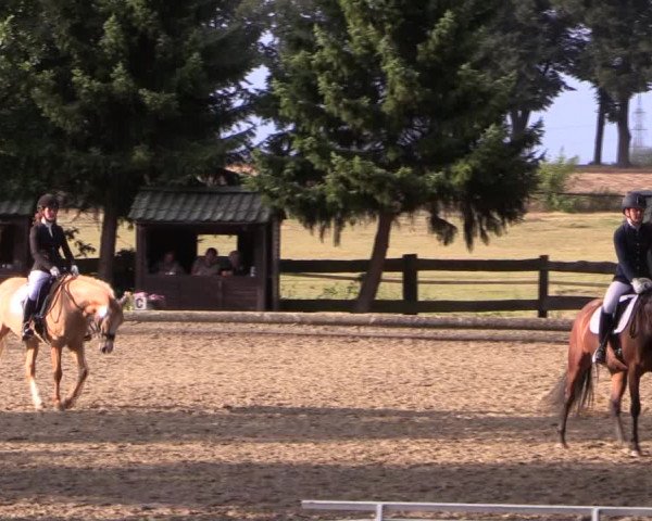 Reitturnier Datteln 2019