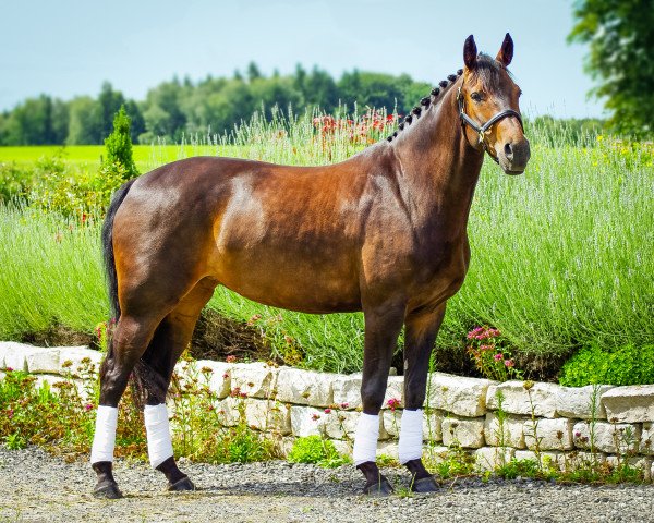 horse Esperanza Sunshine (Hanoverian, 2005, from Earl)