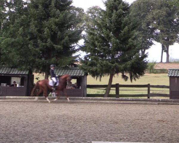 Reitturnier Datteln 2019
