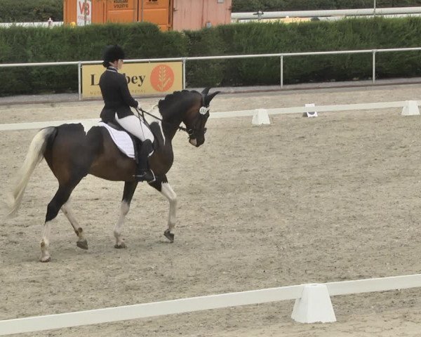 Reitturnier Durmersheim-Hardt 2019