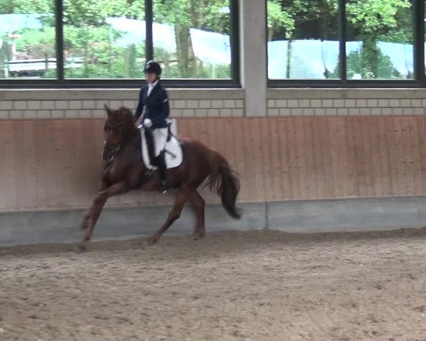 Reitturnier Bergisch Classics - Hebborner Hof 2019