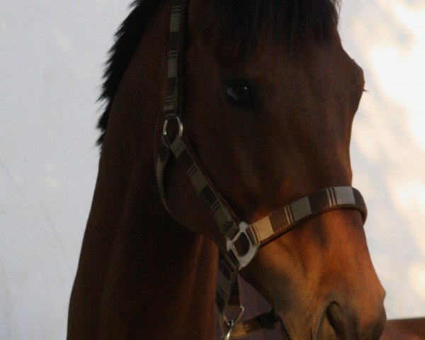Springpferd Bel Next xx (Englisches Vollblut, 2007, von Next Desert xx)