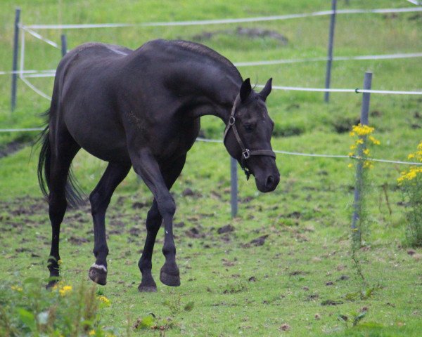 dressage horse Odysseus II (Hanoverian, 1993, from Onyx)