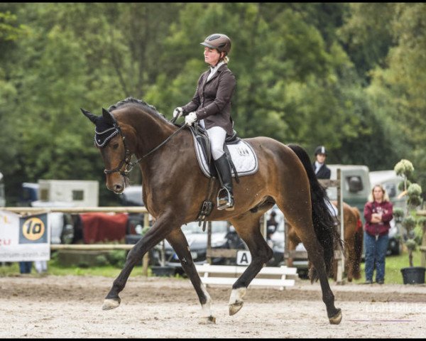 dressage horse Sedric (Württemberger, 2009, from San Amour I)