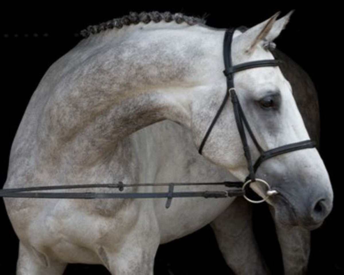 stallion Mylord Carthago (Selle Français, 2000, from Carthago)