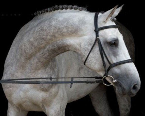 stallion Mylord Carthago (Selle Français, 2000, from Carthago)
