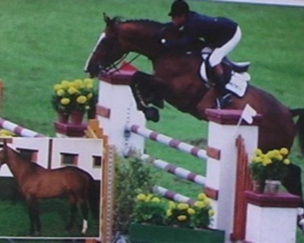 stallion Flyer (KWPN (Royal Dutch Sporthorse), 1987, from Voltaire)