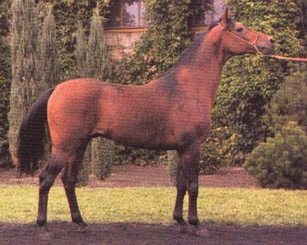 broodmare Zula ox (Arabian purebred, 1981, from Probat ox)