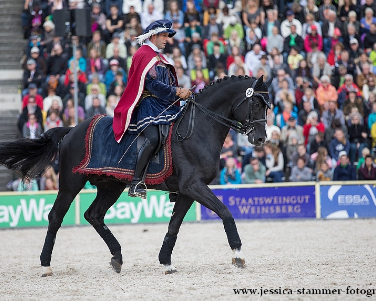 Deckhengst Hochfein (Hannoveraner, 2004, von His Highness)