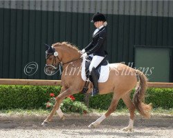 broodmare Daddy Cools Ballerina (Rhinelander, 2011, from FS Daddy Cool)