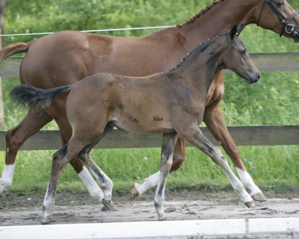 horse Strolch 226 (Oldenburg, 2006, from Sandro Hit)