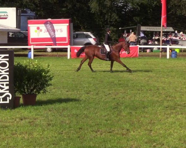 Reitturnier Langstedt-Bollingstedt 2019