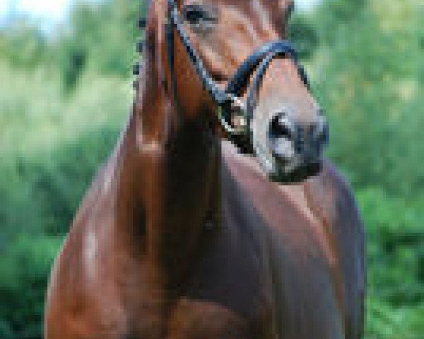 broodmare Bella Donna (Hanoverian, 2003, from Brentano II)