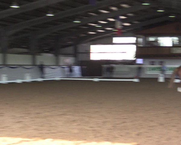 Reitturnier Münster-Albachten 2019