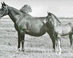 Zuchtstute Diastolchen (Holsteiner, 1945, von Loretto)