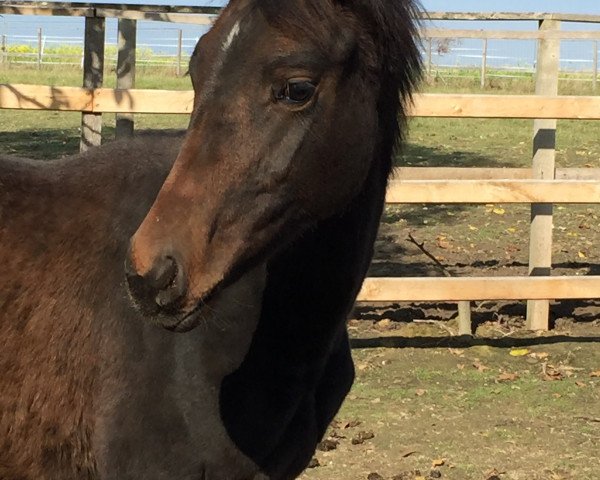 Pferd Sunshine (Hannoveraner, 2015, von Sarotti Mocca-Sahne)
