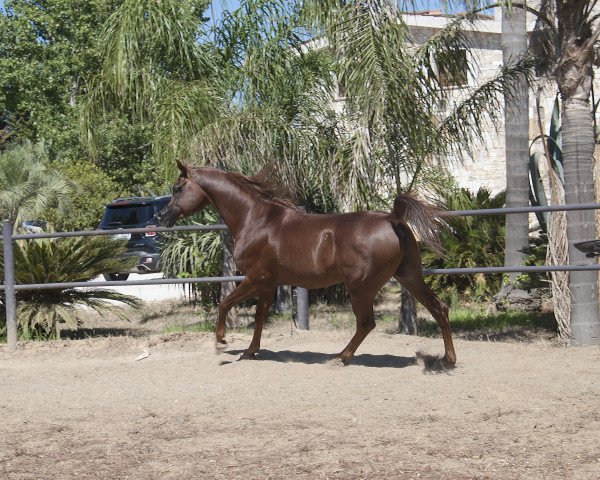 stallion Jhared Aragia (Arabian purebred, 2010, from Ajman Moniscione ox)