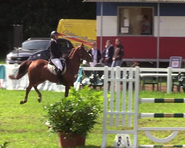 Reitturnier Langstedt-Bollingstedt 2019