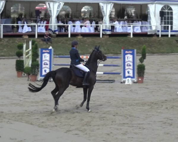 Reitturnier Bergisch Classics - Hebborner Hof 2019