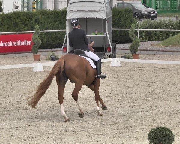 Reitturnier Durmersheim-Hardt 2019