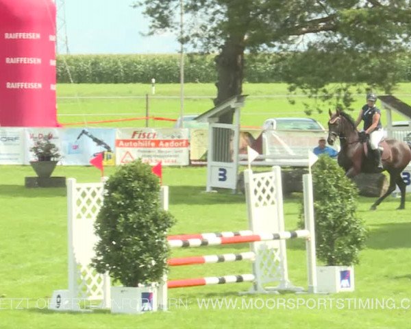 Reitturnier Aadorf 2019
