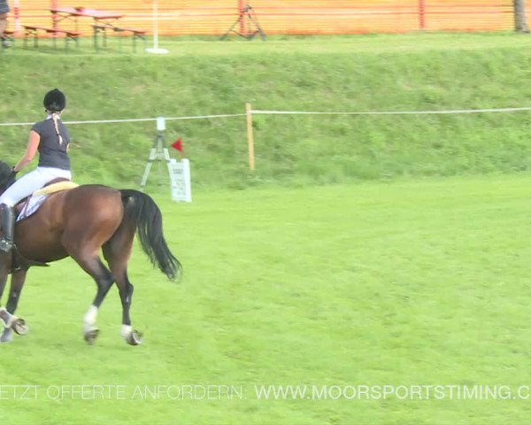 Reitturnier Aadorf 2019