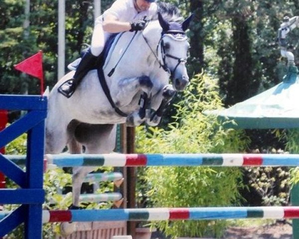 jumper Tzara D'Altenbach (Selle Français, 2007, from Chellano Z)