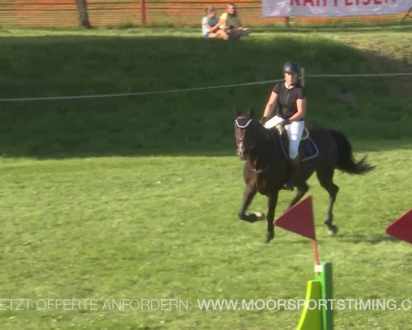 Reitturnier Aadorf 2019
