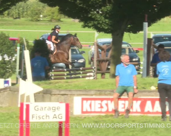 Reitturnier Aadorf 2019