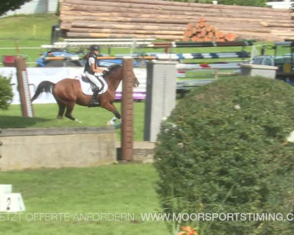 Reitturnier Aadorf 2019
