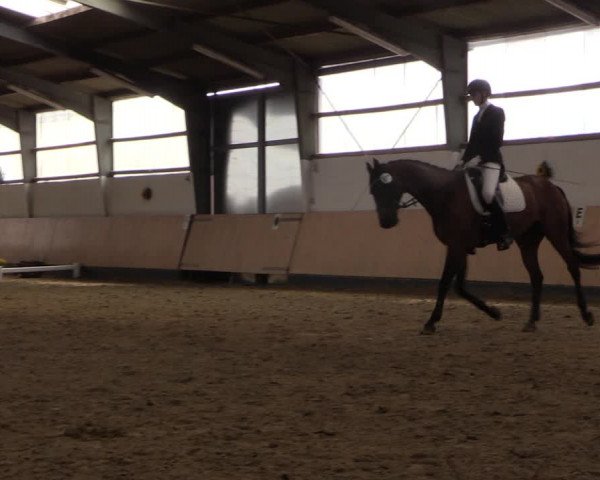 Reitturnier Datteln 2019