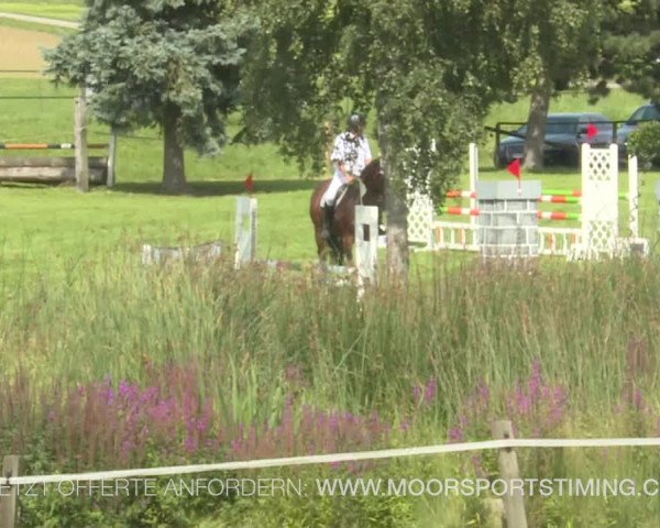 Reitturnier Aadorf 2019