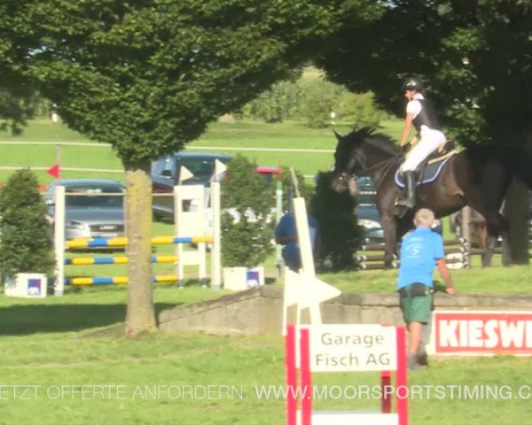 Reitturnier Aadorf 2019