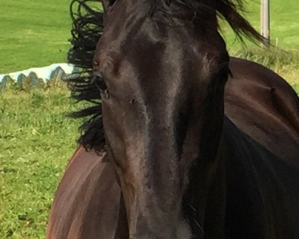 horse Mercédès MS (German Sport Horse, 2014, from Bossanova 28)