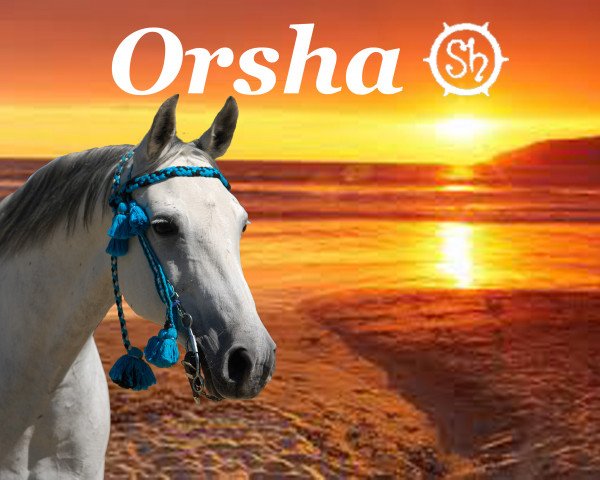 Zuchtstute Orsha 2 (Shagya-Araber, 1997, von Bazar ShA)