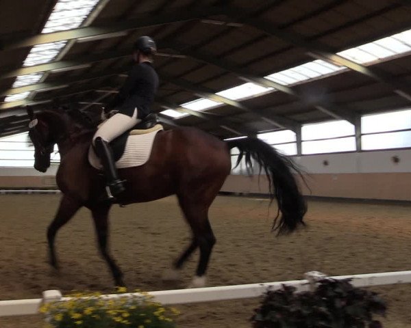 Reitturnier Datteln 2019