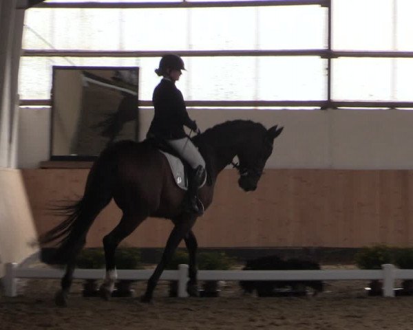 Reitturnier Datteln 2019