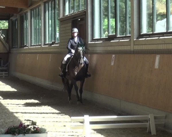 Reitturnier Bergisch Classics - Hebborner Hof 2019