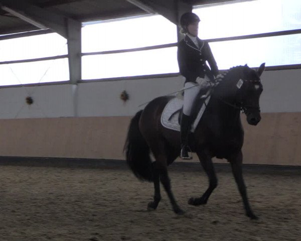 Reitturnier Datteln 2019