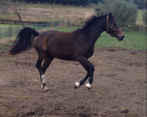 broodmare Quintina (Belgian Warmblood, 1993, from Codexco)