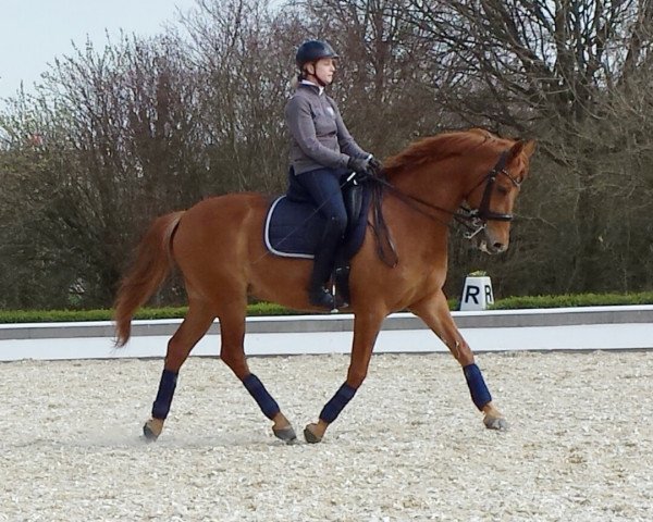 dressage horse Luis le Beau (Hanoverian, 2005, from Londonderry)