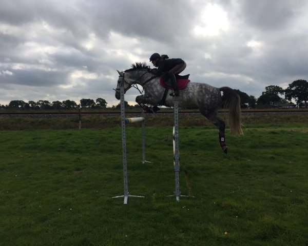 jumper Caballero de Pasion 2 (Hanoverian, 2009, from Charilan)