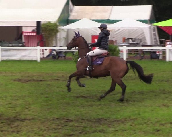Reitturnier Langstedt-Bollingstedt 2019