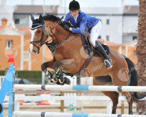 jumper Ringo de Paban (Selle Français, 2005, from Elan de la Cour)