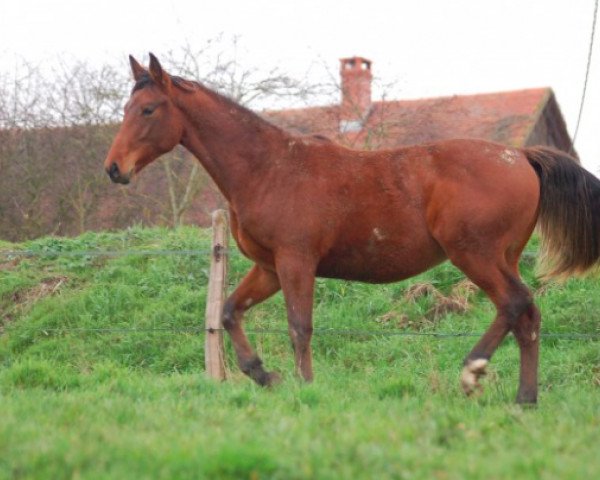 broodmare Up To Date Montceau (Selle Français, 2008, from New York)