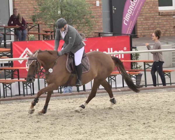 Reitturnier Durmersheim-Hardt 2019